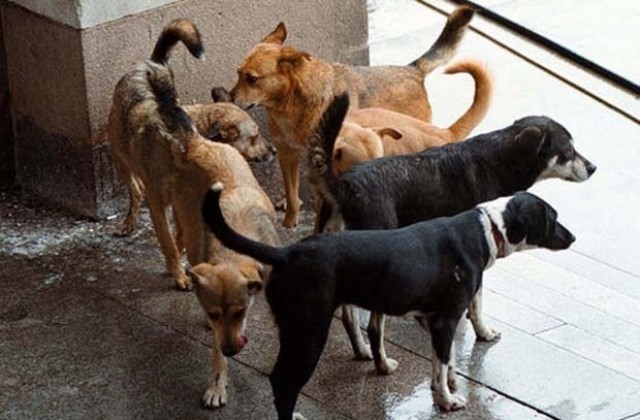 15 български общини още нямат приета програма за овладяване популацията на уличните кучета