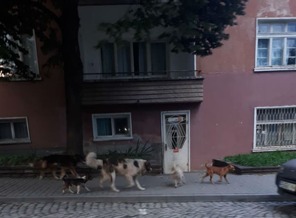 Страх тресе Карлово, глутници агресивни кучета са напълнили града