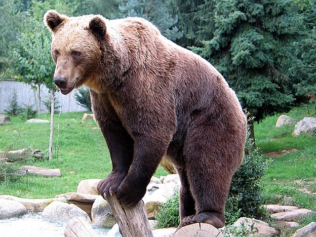 Общо десет животни са умъртвили през юни мечките в Родопите
