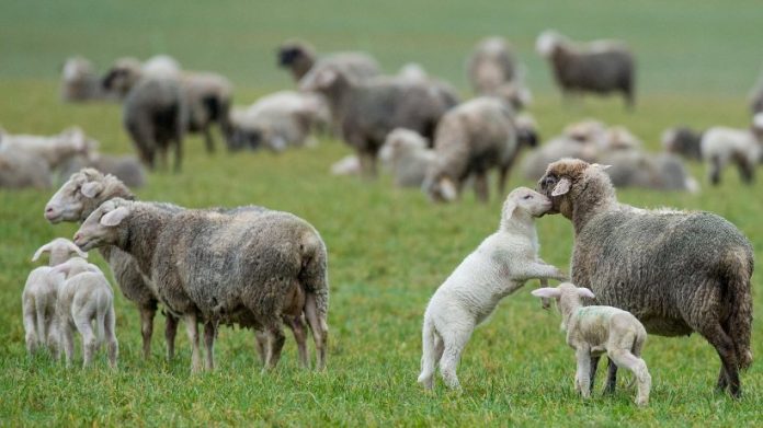 Започна изплащането на субсидиите по de minimis на овцевъди и козевъди