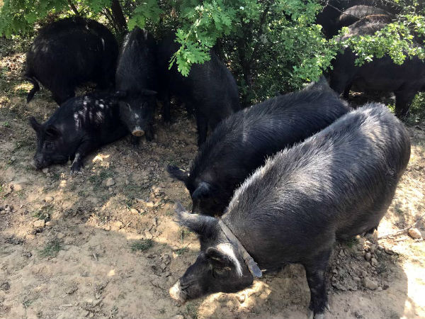 Заплашена ли е от унищожение древната българска порода Източнобалканска свиня?