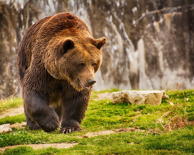 През август са установени шест нападения на мечки в Родопите