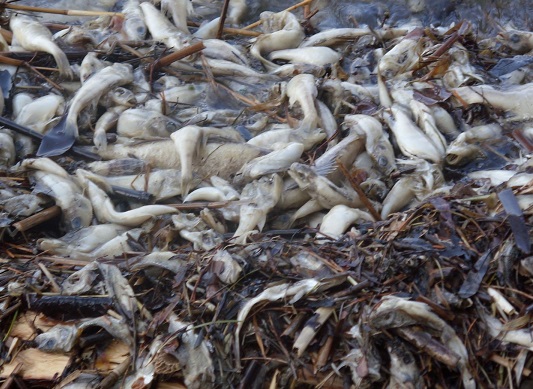 15 тона риба остана на сухо, след като неизвестен източи язовир до последната капка