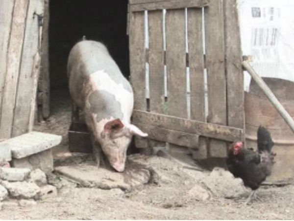 Янко Иванов: Ако дивите свине заразят домашните, тогава войната ще бъде дълга и окопна