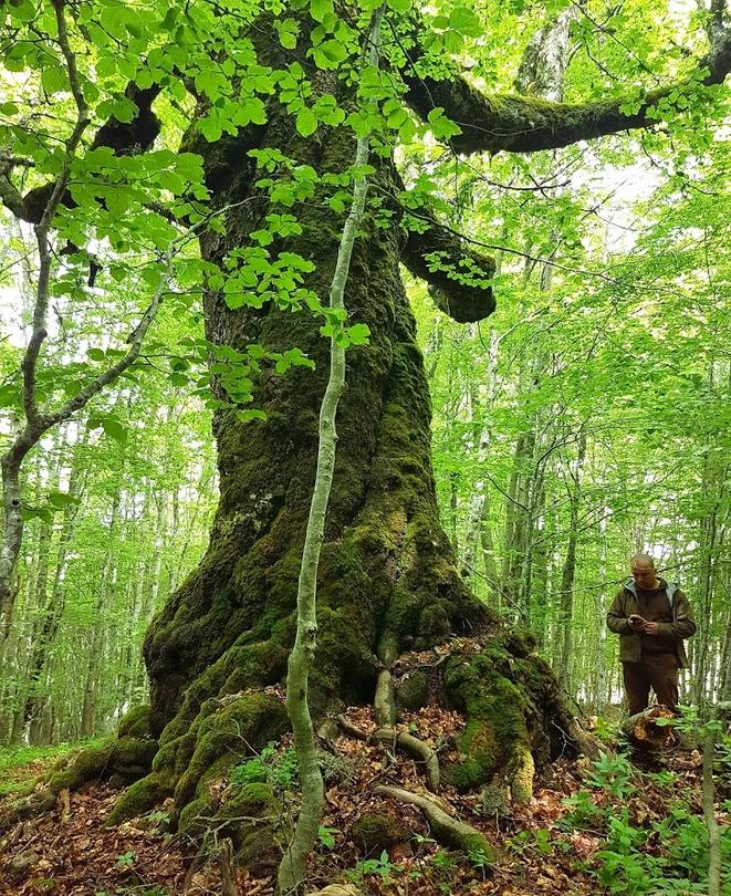 Четири дървета в Смолянско стават защитени