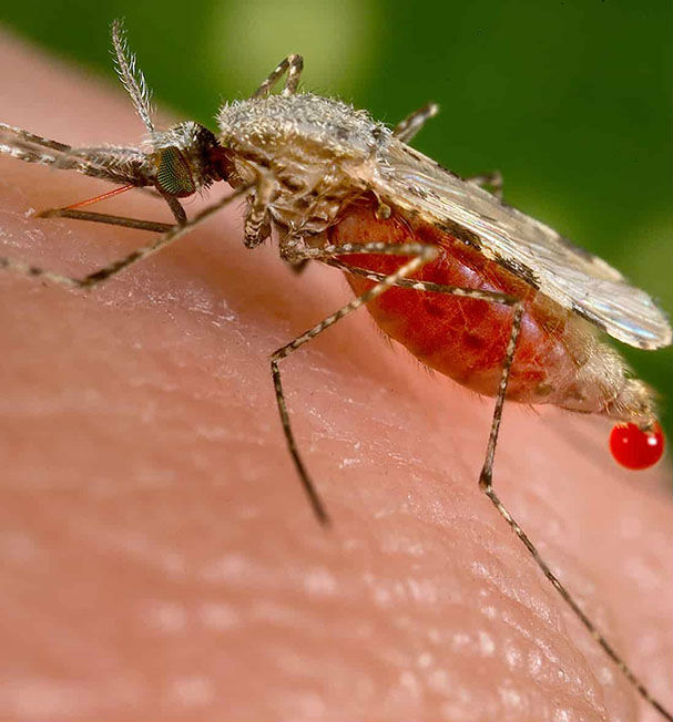 Пазете се от комари, има съмнения за западнонилска треска у нас