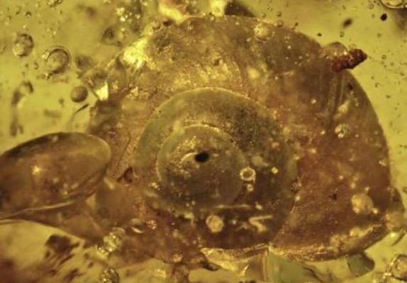 Охлюв в кехлибар на 99 милиона години удиви палеонтолозите