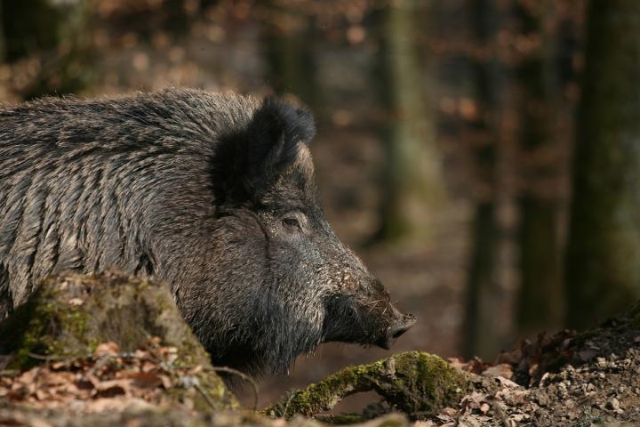 Облекчават се изискванията при провеждане на индивидуален лов на дива свиня