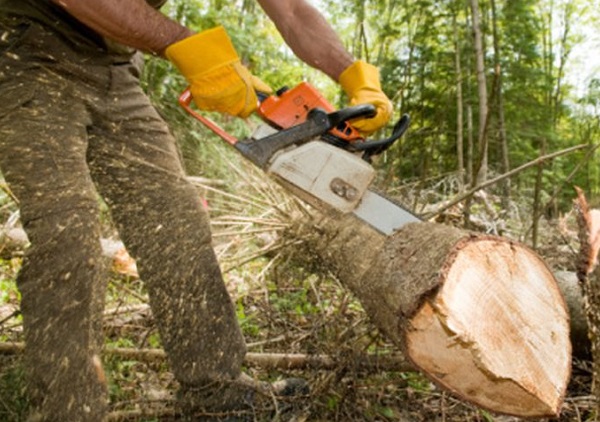 Превозващи незаконна дървесина и горски служители влязоха в схватка