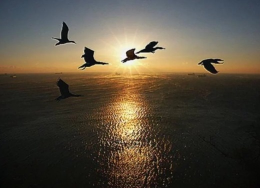 Какъв е черноморският миграционен път на птиците