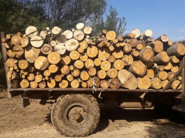 Горските задържаха незаконно отсечени в Странджа дърва за огрев от дъб и цер