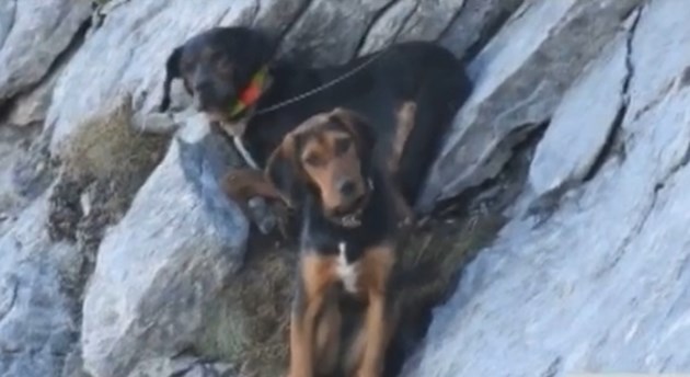Спасиха ловните кучета, блокирани в Пирин близо 3 дни