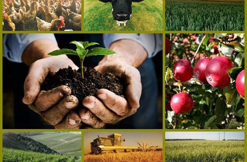 8,9 % е отчетеният ръст в аграрния отрасъл за 2017 г.