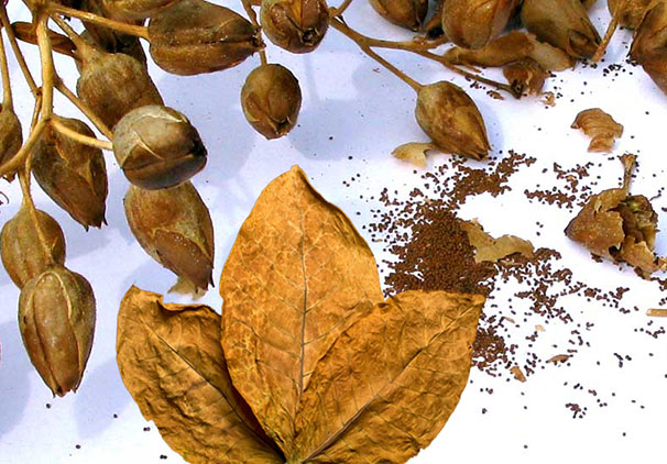 Българин открива, че от тютюневите семена може да се извлича масло