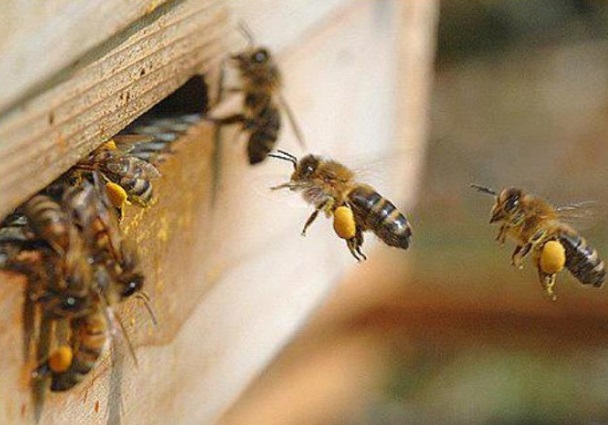 Пчеларите на протест за повече пари в сектора