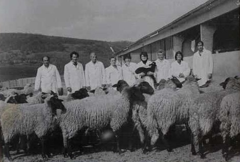 Ретро хроники: В Казанлъшко преди 90 години яли предимно овче месо