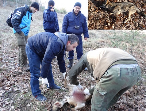 Вълк, лисица и ловджийско куче загинаха от отрова в Източните Родопи