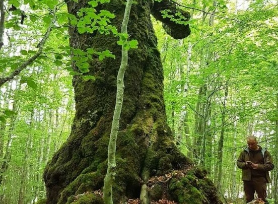 Четири дървета в Смолянско бяха обявени за вековни