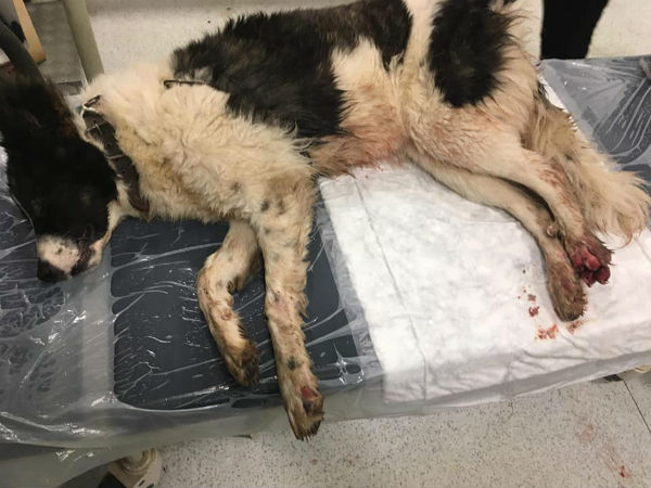 Ново убийство на домашни кучета със замесен кмет от ДПС, този път в Родопите