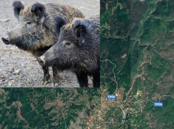 Куриоз: Мюсюлмани от Крумовградско се натръшкаха от трихинелоза - яли дива свиня