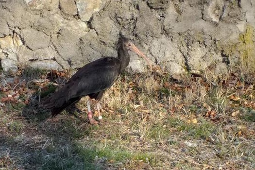 Бедстващ плешив ибис, долетял от Алпите, е видян в Карлово
