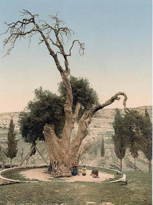 Какво се случва с 5000-годишния „дъб на Авраам“ в Хеброн