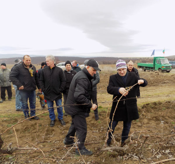 С почит към българските традиции: На 14 февруари в Поморийско зарязаха лозята