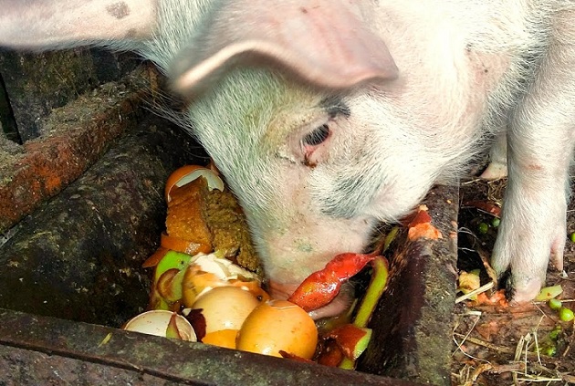 Край на храненето на свинете с кухненски отпадъци