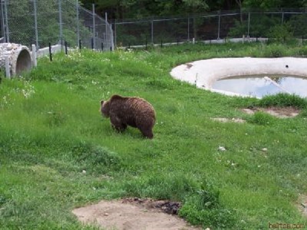 Вече 9 от обитателите на Парка за танцуващи мечки в Белица се събудиха