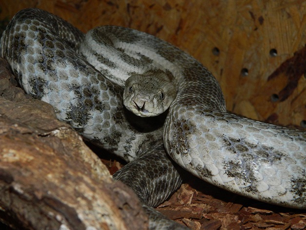Показват в Русе малко познати и неизвестни змии от цял свят