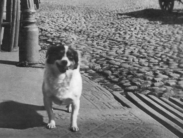 Преди 90 години в Казанлък изтравяли скитащите по улиците кучета