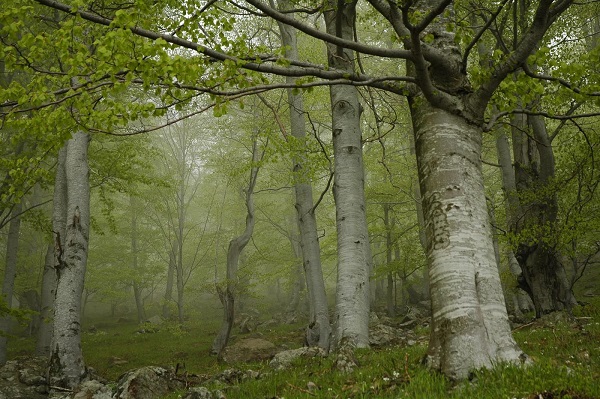 Буковите гори на „Централен Балкан" получиха сертификат на ЮНЕСКО