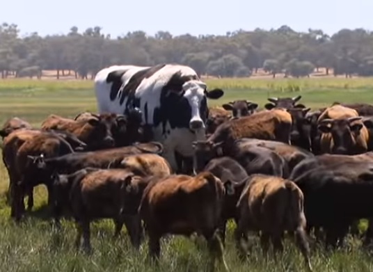 Крава гигант стана звезда в австралийските медии