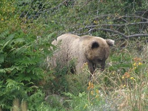 През март в Смолянско са регистрирани четири нападения на кафява мечка