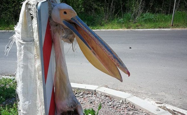 Зловеща гледка: Мъртъв розов пеликан виси завързан на пътен знак