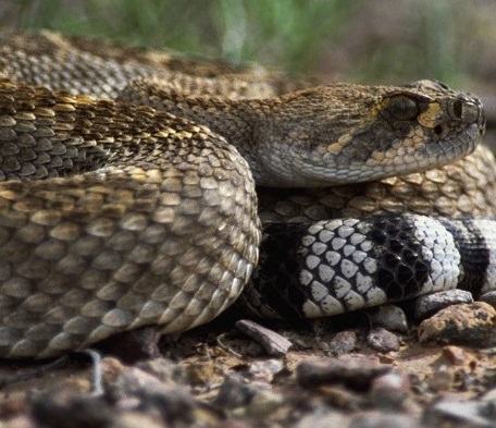 Змии изпълзяха в двора на детска градина в Мадан