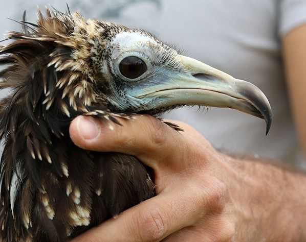„Вносни" египетски лешояди ще летят в небето на Източните Родопи