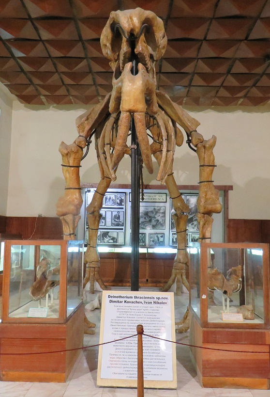Петметров скелет на древен мастодонт извисява снага в Асеновград