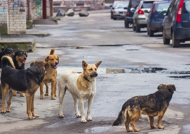 Близо 4000 са осиновените улични кучета през миналата година