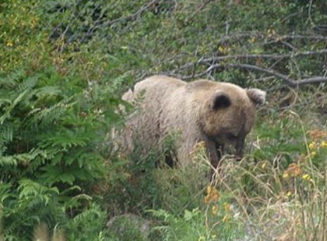 Прокуратурата разследва убийство на мечка в Рила