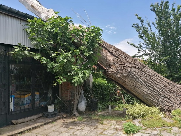 Буря събори стогодишна топола върху селска бакалия