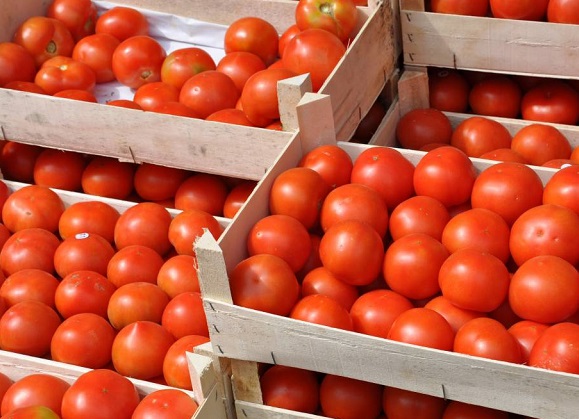 Гръцките домати се внасят у нас за 10 стотинки и са с ниско качество