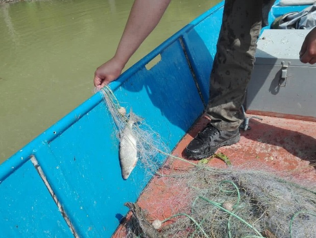 Риболовни инспектори засякоха бракониерски мрежи в устията на Вит и Искър
