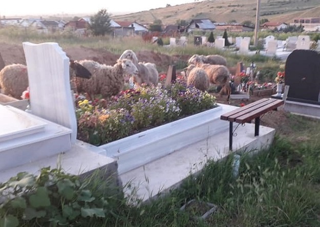 Навръх задушница: Овце пасат между гробовете в Асеновград