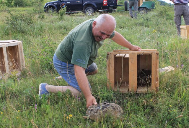 В Шуменско провеждат най-масовата кампания по разселване на диви зайци