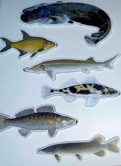 Деца ще изучават богатството от дунавски риби