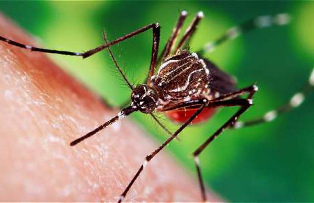 Държавата отпуска 2 милиона лева за пръскане срещу комари край Дунав