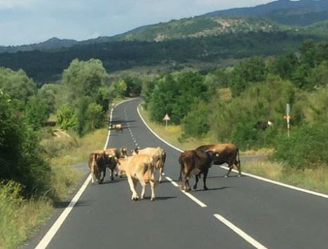 Щастливи крави щъкат с предимство по нашите пътища