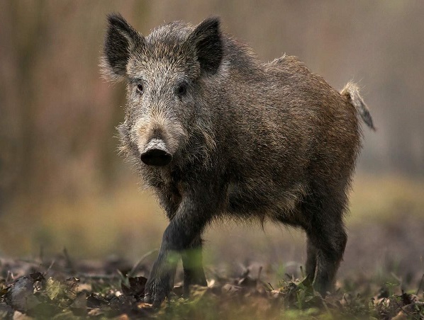 Стимул за ловците: 50 лева за отстреляна дива свиня, заразена с африканска чума