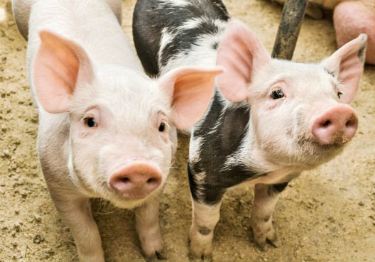 Ветеринар: Без съзнанието на хората не можем да се справим с чумата по свинете